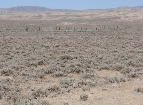 Cattle Roundup Pin, used about 2 times a year.